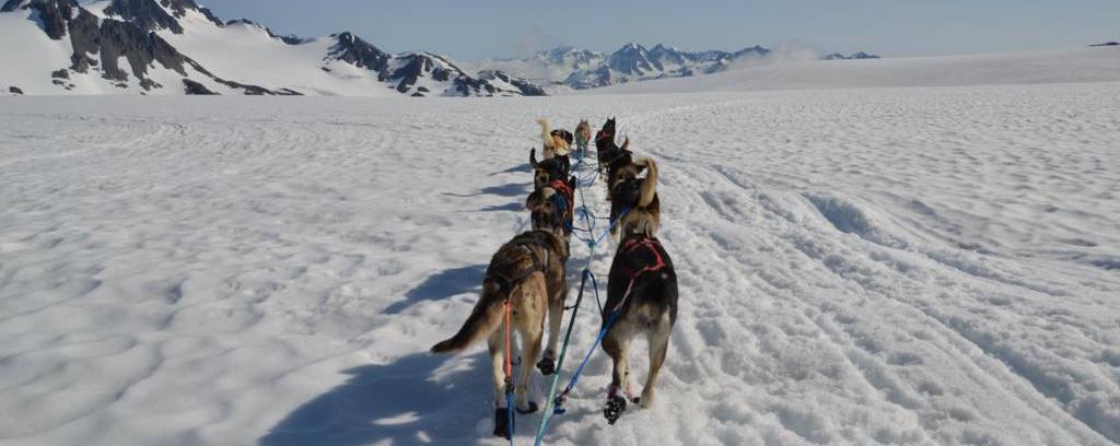 viatges a Alaska, trineus de gossos huslies