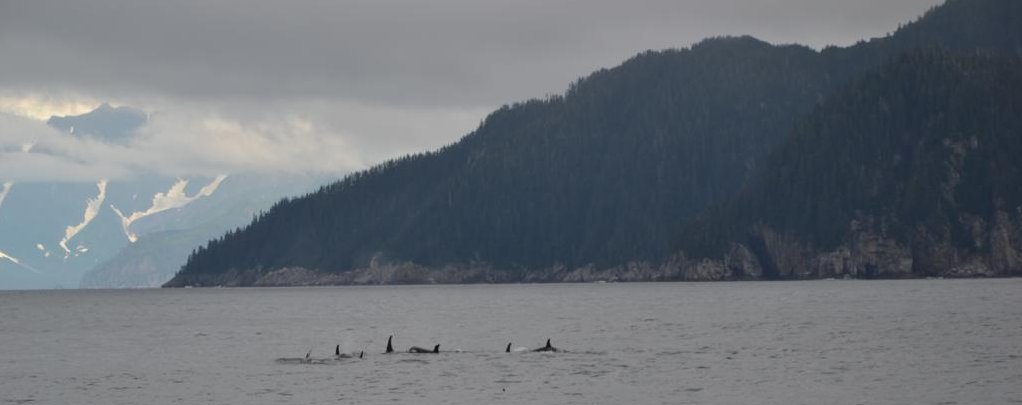 orques al Kenai Fjords