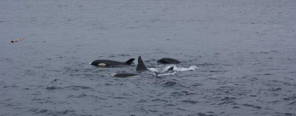 orques jugant a prop de Telegraph Cove, a l'estret de Johnston, illa de Vancouver