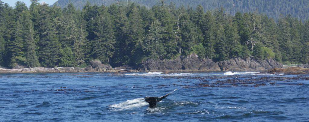 balena grisa a Tofino