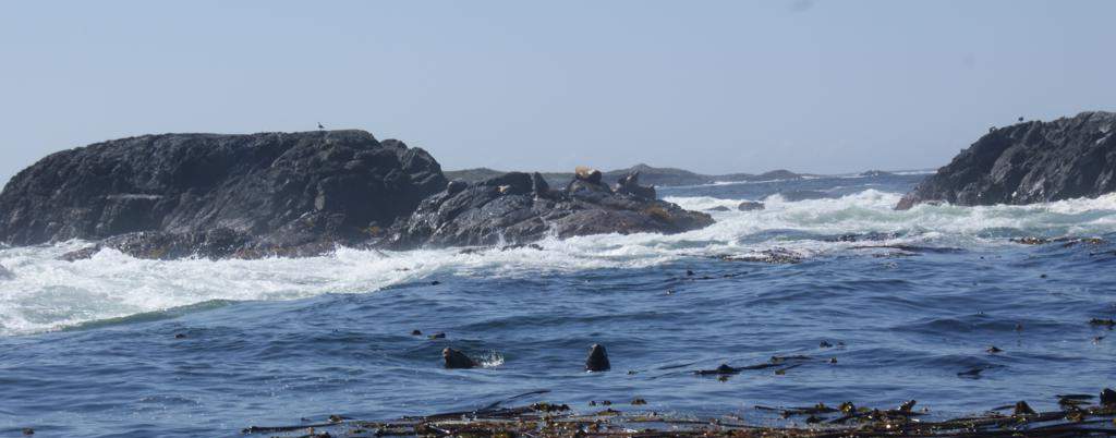 lleons marins parant el sol, prop de Tofino, illa de Vancouver