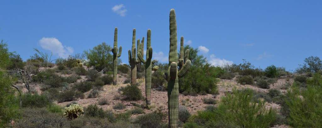 Cactus al desert, a prop de Phoenix, Arizona